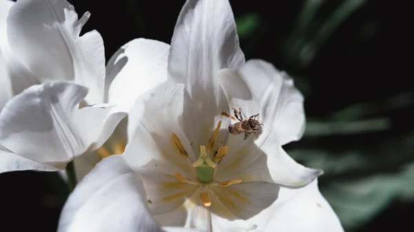 Gyönyörű Fehér Tulipán Fényközponttal Virágok Nőnek Egy Virágágyban Tavasszal Egy — Stock Fotó