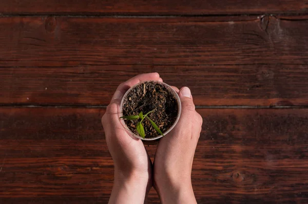 Segure Uma Fábrica Jovem Uma Xícara Mãos Mudas Plantas Vegetais — Fotografia de Stock