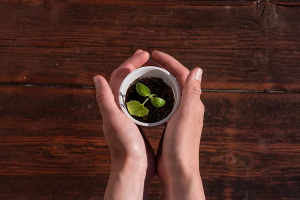 Sostenga Una Planta Joven Una Taza Las Manos Plántulas Plantas —  Fotos de Stock