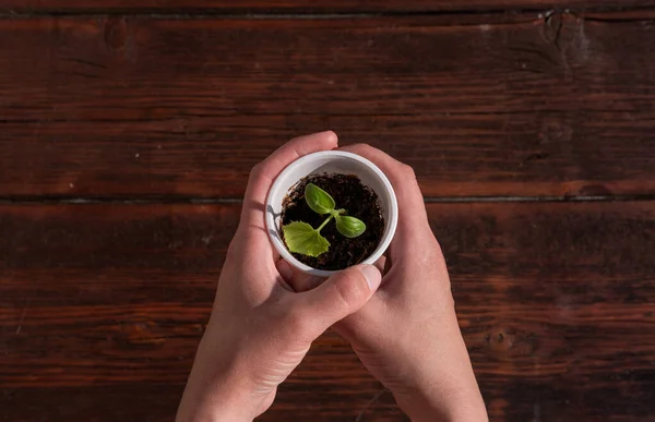 Segure Uma Fábrica Jovem Uma Xícara Mãos Mudas Plantas Vegetais — Fotografia de Stock