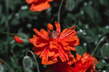 Büyük dekoratif kırmızı haşhaş ve siyah bir merkez. Arılar gelinciğin çiçeklerinden nektar toplarlar. Büyük kırmızı çiçekleri olan bir çiçek tarlası..