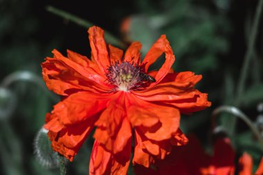 Büyük dekoratif kırmızı haşhaş ve siyah bir merkez. Arılar gelinciğin çiçeklerinden nektar toplarlar. Büyük kırmızı çiçekleri olan bir çiçek tarlası..