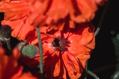 Büyük dekoratif kırmızı haşhaş ve siyah bir merkez. Arılar gelinciğin çiçeklerinden nektar toplarlar. Büyük kırmızı çiçekleri olan bir çiçek tarlası..