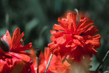 Büyük dekoratif kırmızı haşhaş ve siyah bir merkez. Arılar gelinciğin çiçeklerinden nektar toplarlar. Büyük kırmızı çiçekleri olan bir çiçek tarlası..