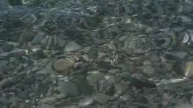 En temiz deniz suyu, en iyi manzara. Çakıl taşı plajı, deniz kıyısı. Karadeniz kıyısı, Rusya.
