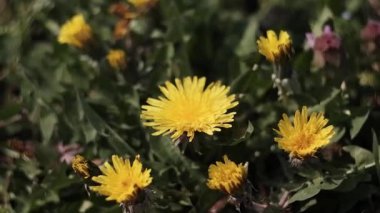 Sarı karahindiba çiçekleri rüzgarda sallanıyor ve arılar nektar topluyor. Karahindiba tarlası, yabani çiçekler....
