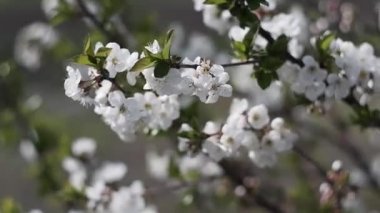 Meyve ağaçlarında beyaz çiçekler. Çiçek açan bahçeler, arılar çiçek açan elma ağacından nektar topluyor. Sakura, kiraz ağacı, kiraz eriği. Ağaçlardaki pembe çiçekler..