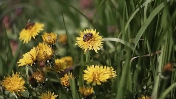 Желтые Одуванчики Качаются Ветру Пчелы Собирают Нектар Поле Одуванчиков Полевые — стоковое видео