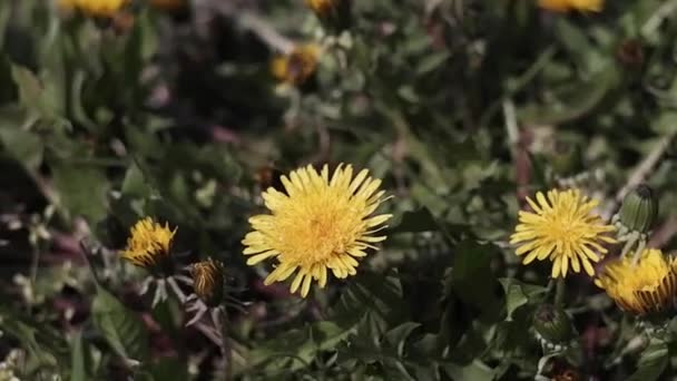 Las Flores Amarillas Del Diente León Balancean Viento Las Abejas — Vídeo de stock