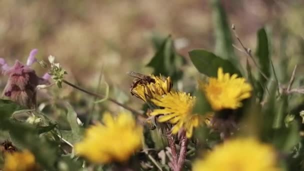 Les Fleurs Jaunes Pissenlit Balancent Dans Vent Les Abeilles Recueillent — Video