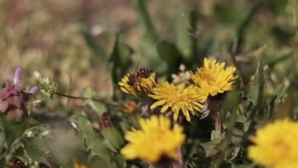 Les Fleurs Jaunes Pissenlit Balancent Dans Vent Les Abeilles Recueillent — Video