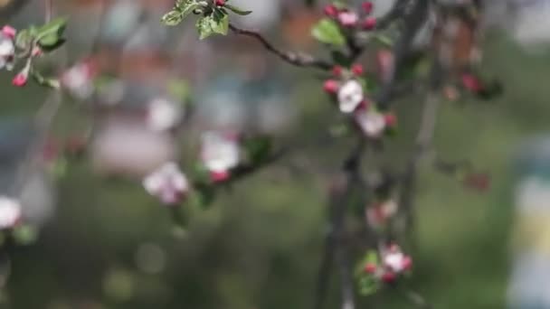 과일나무에는 정원에서 벌들은 나무에서 화밀을 모읍니다 사쿠라 나무에 — 비디오