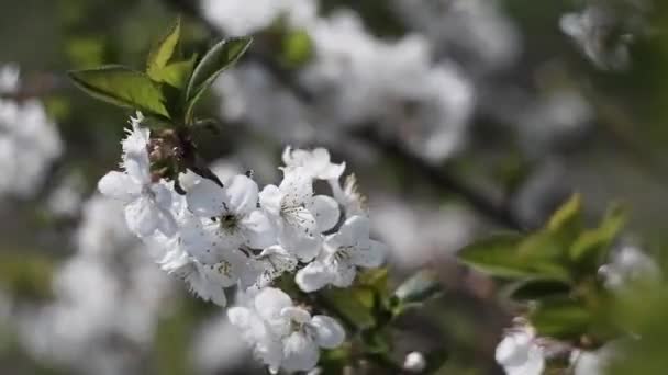Flores Blancas Árboles Frutales Jardines Florecientes Las Abejas Recogen Néctar — Vídeos de Stock