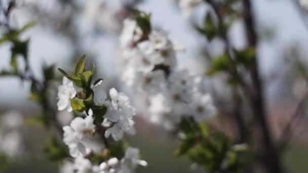 Flores Blancas Árboles Frutales Jardines Florecientes Las Abejas Recogen Néctar — Vídeo de stock