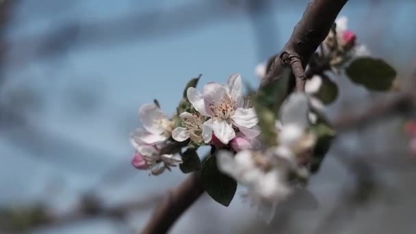 果樹に白い花 開花中の庭では ミツバチはリンゴの木から蜜を収集します 桜の梅 木の上のピンクの花 — ストック動画
