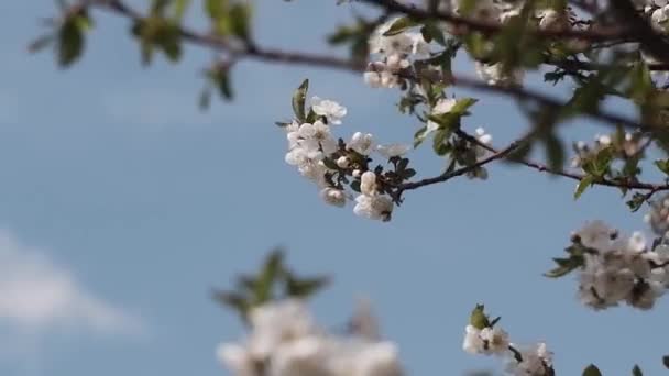 果樹に白い花 開花中の庭では ミツバチはリンゴの木から蜜を収集します 桜の梅 木の上のピンクの花 — ストック動画