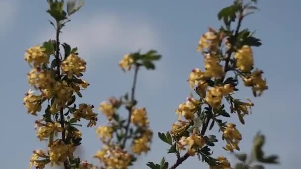 Kahrolası Sarı Çalı Dalında Sarı Çiçekler Olan Bir Ağaç Rüzgarda — Stok video