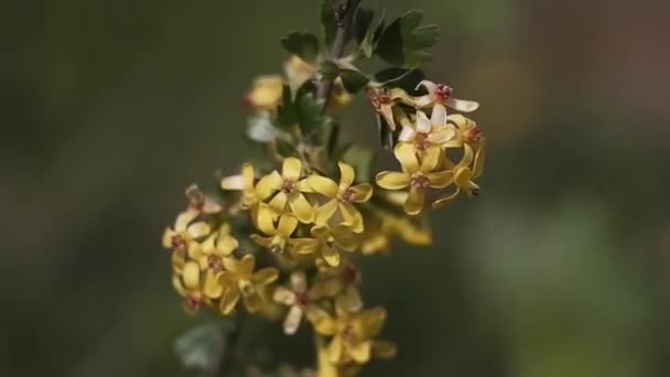 Bush Galben Înfloritor Copac Flori Galbene Ramura Leagă Vânt Natura — Videoclip de stoc