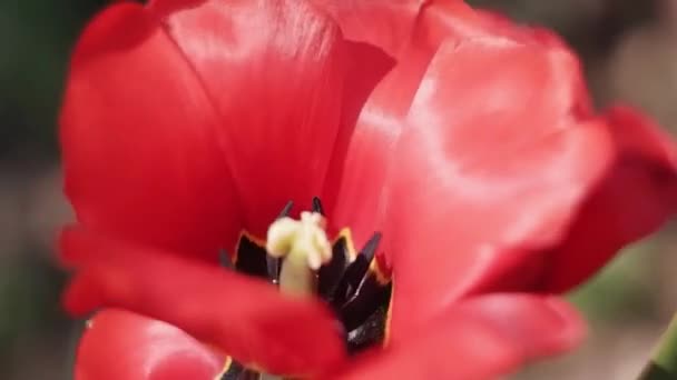 Uma Tulipa Vermelha Grande Com Centro Preto Close Flor Decorativa — Vídeo de Stock