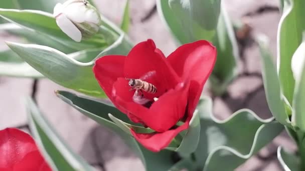 Tulipas Vermelhas Florescem Canteiro Flores Balançam Vento Flores Decorativas — Vídeo de Stock