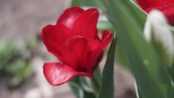 Rode Tulpen Bloeien Een Bloembed Zwaaien Wind Decoratieve Bloemen — Stockvideo
