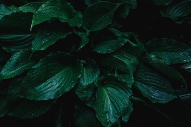 Ev sahibinin Yeşil Çalısı. Yağmurdan sonra su damlacıkları ile süs bitkisinin büyük yeşil yaprakları.