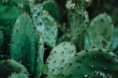 Dekoratif yeşil ev kaktüsü. Yağmurdan sonra damlalı sokak kaktüsü.