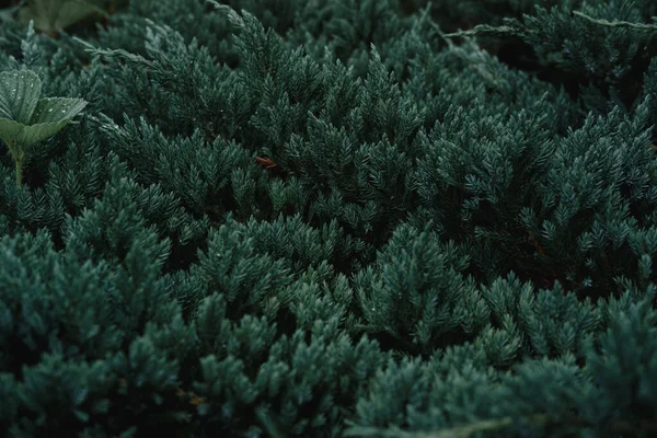 Dekoratif Juniper Bush Tanaman Konifer Rumah Dengan Air Tetes Setelah — Stok Foto