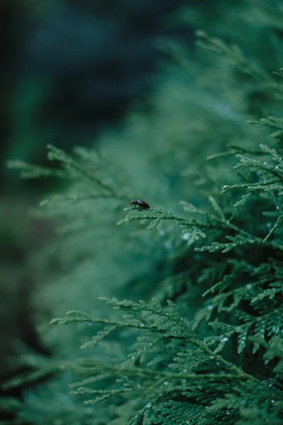 Seekor Kumbang Kecil Duduk Cabang Pohon Juniper Dekoratif Juniper Bush — Stok Foto