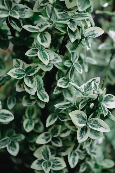 Daun Hijau Dan Putih Dengan Speckles Daun Bush Ornamental Dengan — Stok Foto