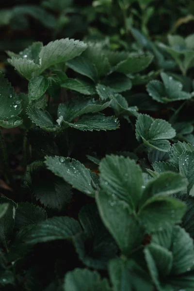 Daun Stroberi Hijau Dengan Tetes Setelah Hujan Strawberry Semak Tanpa — Stok Foto