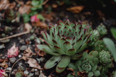 Taş gül, Echeveria, sulu. Yeşil dikenli sıra dışı bitki. Çiçek tarlasında evcilleştirilmiş yabani bir bitki.