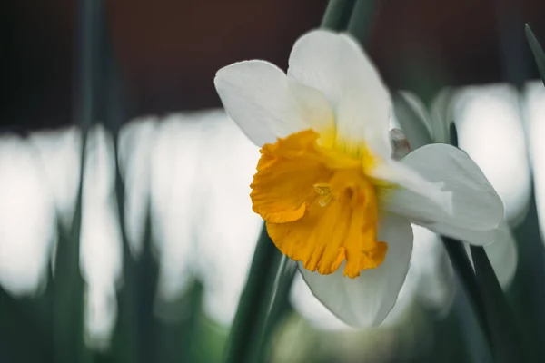 Krásný Lehký Narcis Žlutým Středem Jarní Květ Květiny Rostou Záhonech — Stock fotografie