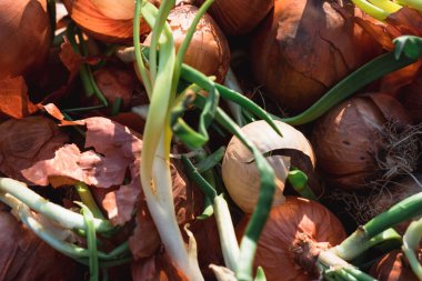 Yeşil tüylü soğan başları. Soğan yakın plan, taze mahsul..