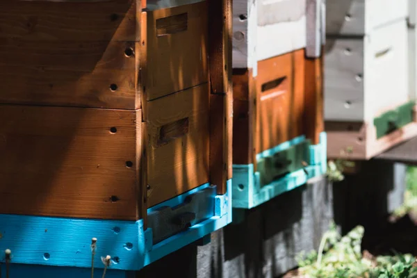 木制的彩色蜂窝 养蜂与家庭 — 图库照片