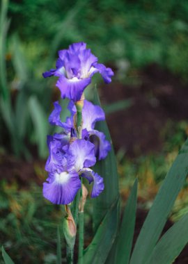 Güzel leylak süsen çiçekleri çiçek açar ve güzel bir koku yayar..
