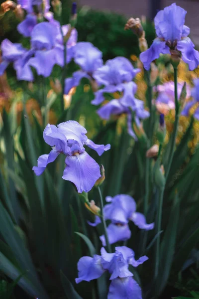 Gyönyörű Orgona Íriszek Virágzik Virágágyásban Kibocsát Egy Illatot — Stock Fotó