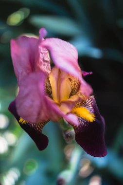 Çiçek tarhında açan leylak pembesi süsen çiçekleriyle güzel bir mavi. Güzel kokulu bahar çiçekleri..