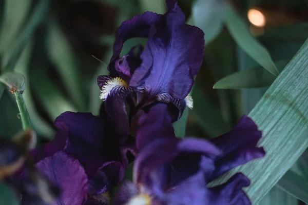 Gyönyörű Sötét Lila Íriszek Virágoznak Egy Virágágyban Illatos Tavaszi Virágok — Stock Fotó