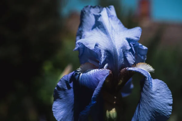 Gyönyörű Kék Íriszek Nyílnak Virágágyásban Illatos Tavaszi Virágok Közelkép — Stock Fotó