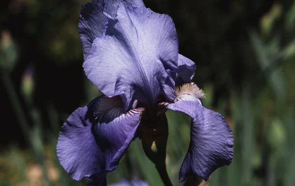 Gyönyörű Kék Íriszek Nyílnak Virágágyásban Illatos Tavaszi Virágok Közelkép — Stock Fotó
