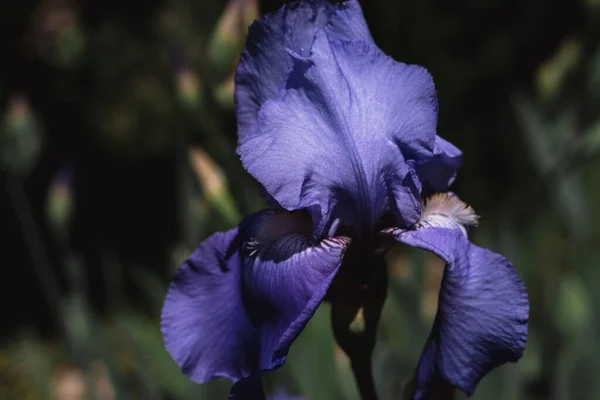 Hermosos Iris Azules Están Floreciendo Lecho Flores Flores Primavera Fragantes —  Fotos de Stock