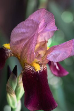 Çiçek tarhında açan leylak pembesi süsen çiçekleriyle güzel bir mavi. Güzel kokulu bahar çiçekleri..