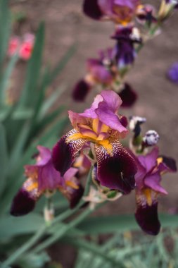 Çiçek tarhında açan leylak pembesi süsen çiçekleriyle güzel bir mavi. Güzel kokulu bahar çiçekleri..
