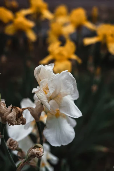 Gyönyörű Fehér Sárga Íriszek Nyílnak Virágágyásban Illatos Tavaszi Virágok Közelről — Stock Fotó