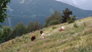 Georgia, Svaneti dağlarındaki çayırlarda otlayan bir inek sürüsü. İnekler güzel dağlarda yürür.