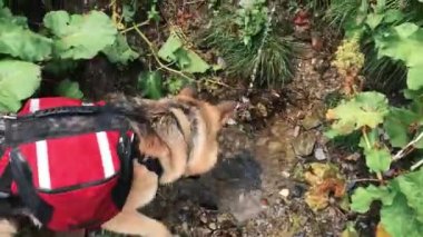 Alman çoban köpeği pınardan su içiyor. Köpekle dağlarda yürüyüş yaparken, saf kaynak suyu doğrudan yerden akar ve köpek onu içer. Gürcistan Dağları.