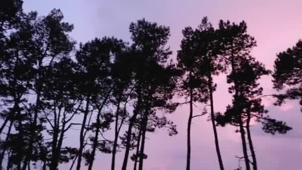 Pastor Alemão Encontra Contra Fundo Pinheiros Céu Pôr Sol Rosa — Vídeo de Stock