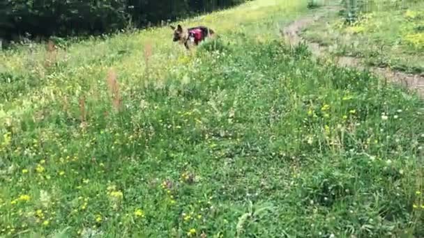 Ein Deutscher Schäferhund Ruht Auf Einer Lichtung Vor Dem Hintergrund — Stockvideo