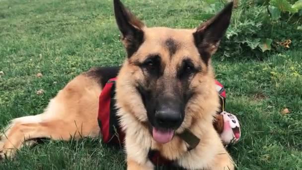 Pastor Alemán Con Una Mochila Perro Rojo Yace Claro Las — Vídeo de stock